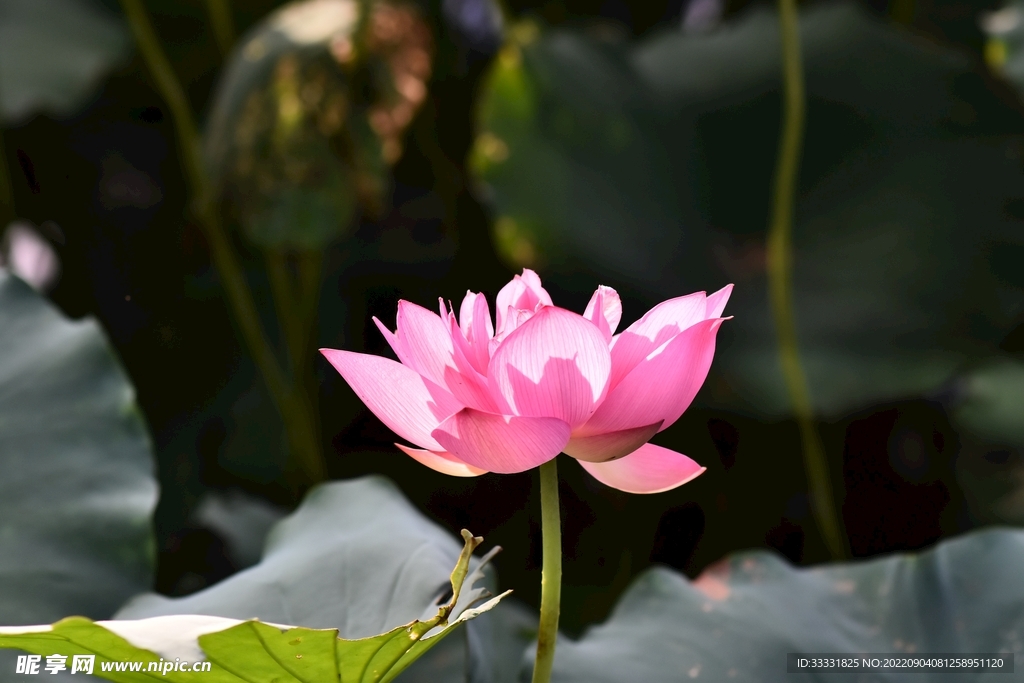 莲花