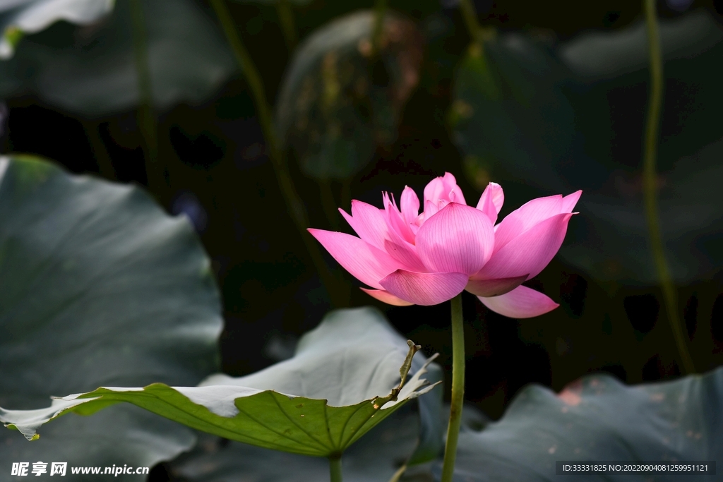 莲花