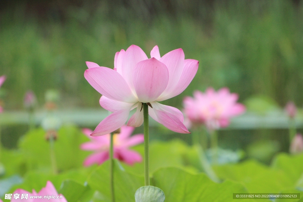 莲花