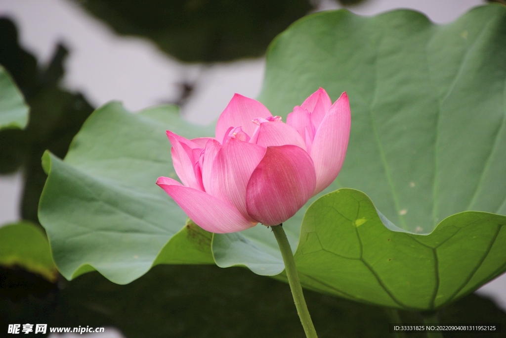 莲花