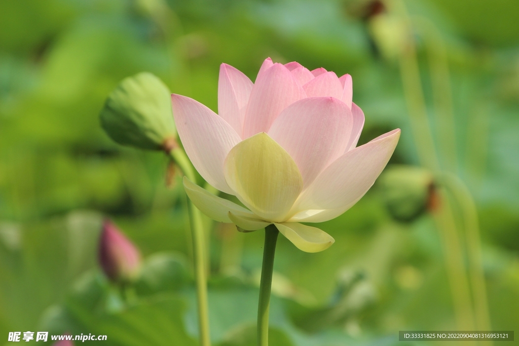 莲花