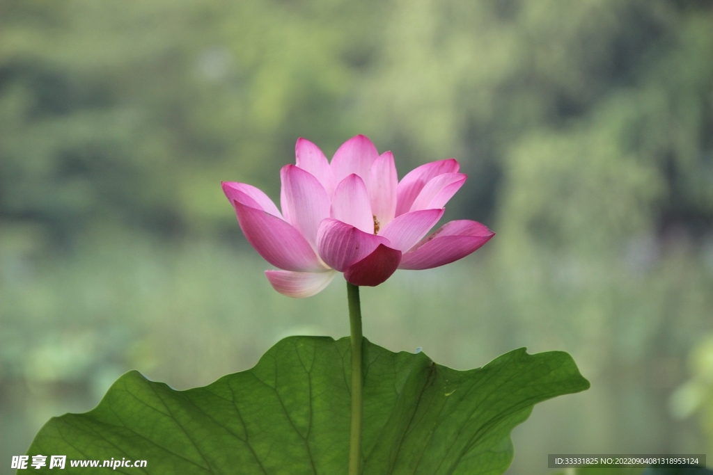 莲花