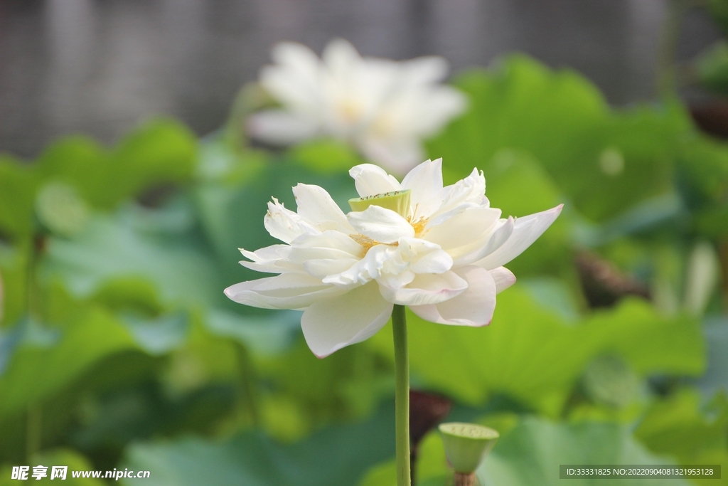 莲花