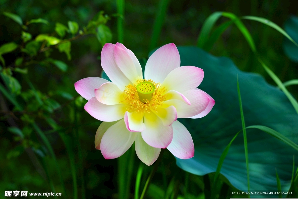 莲花