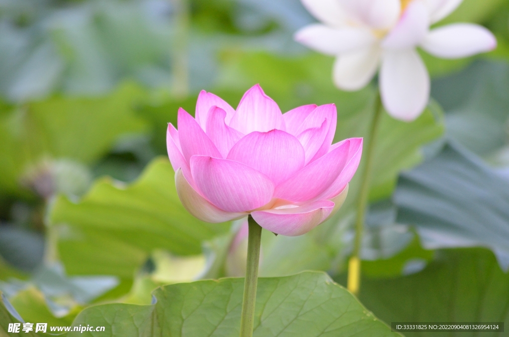 莲花