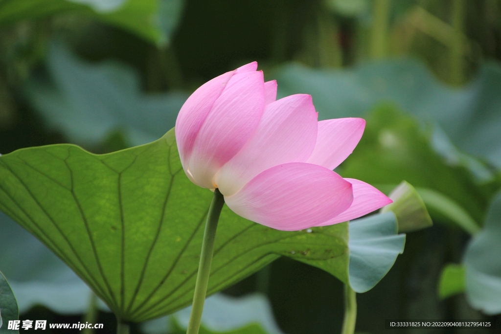 莲花