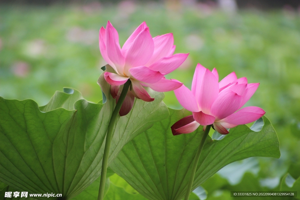 莲花