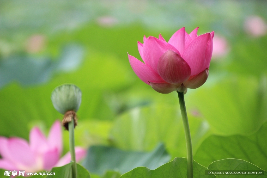 莲花