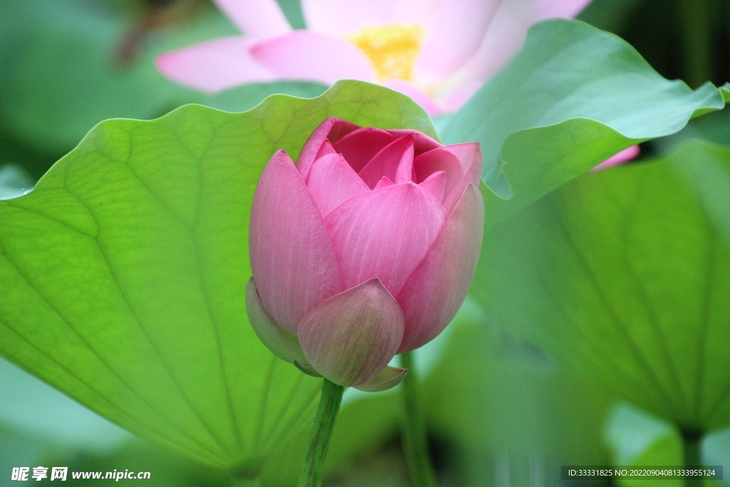 莲花