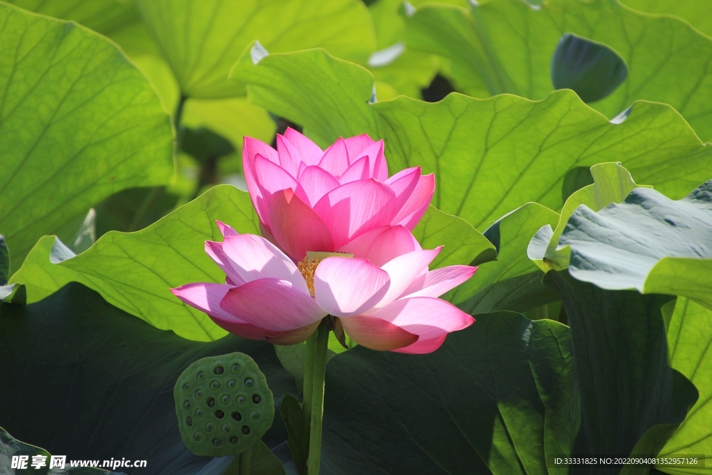 莲花