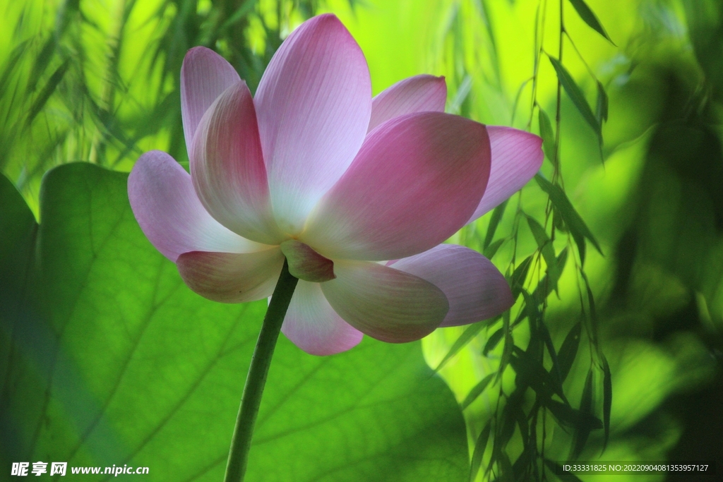 莲花