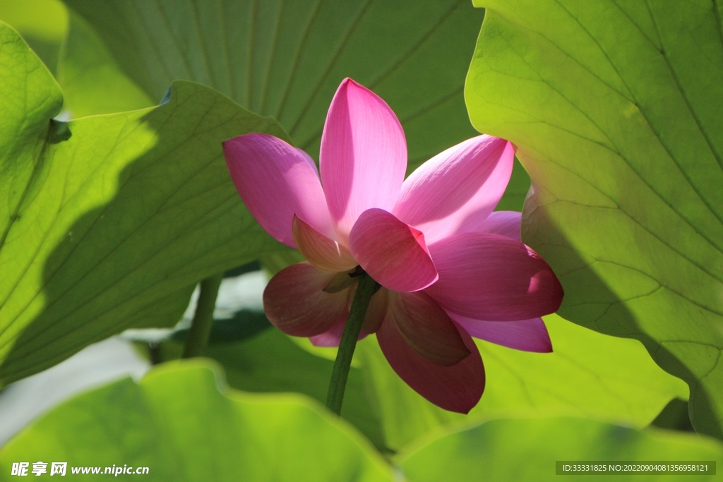 莲花