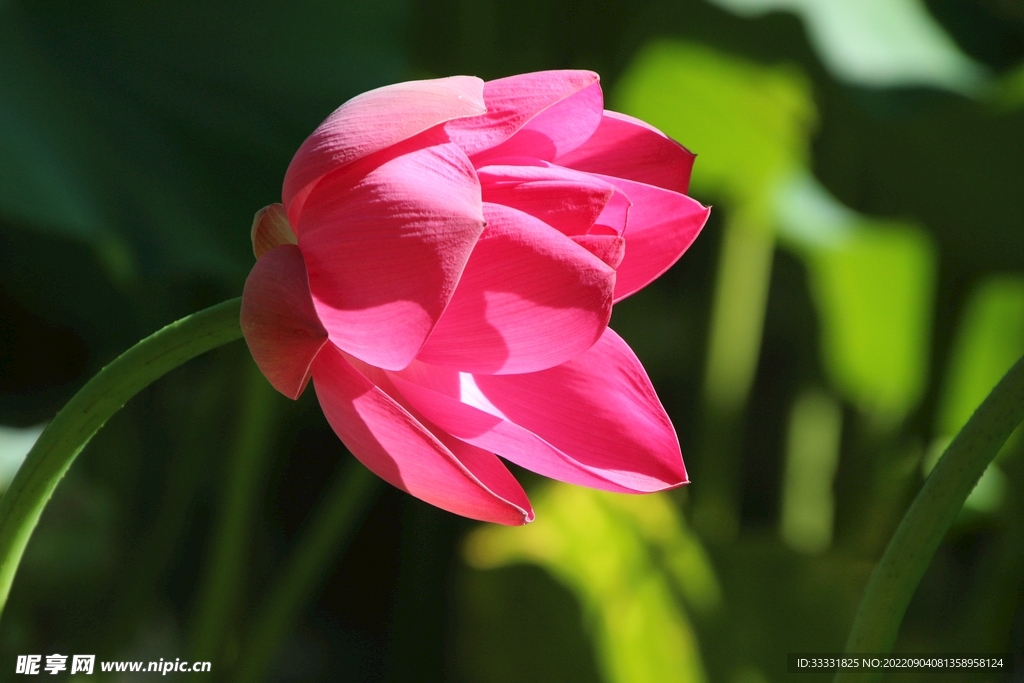 莲花