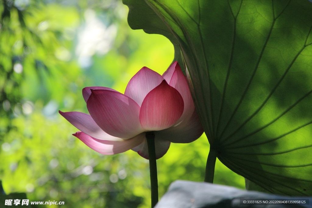 莲花