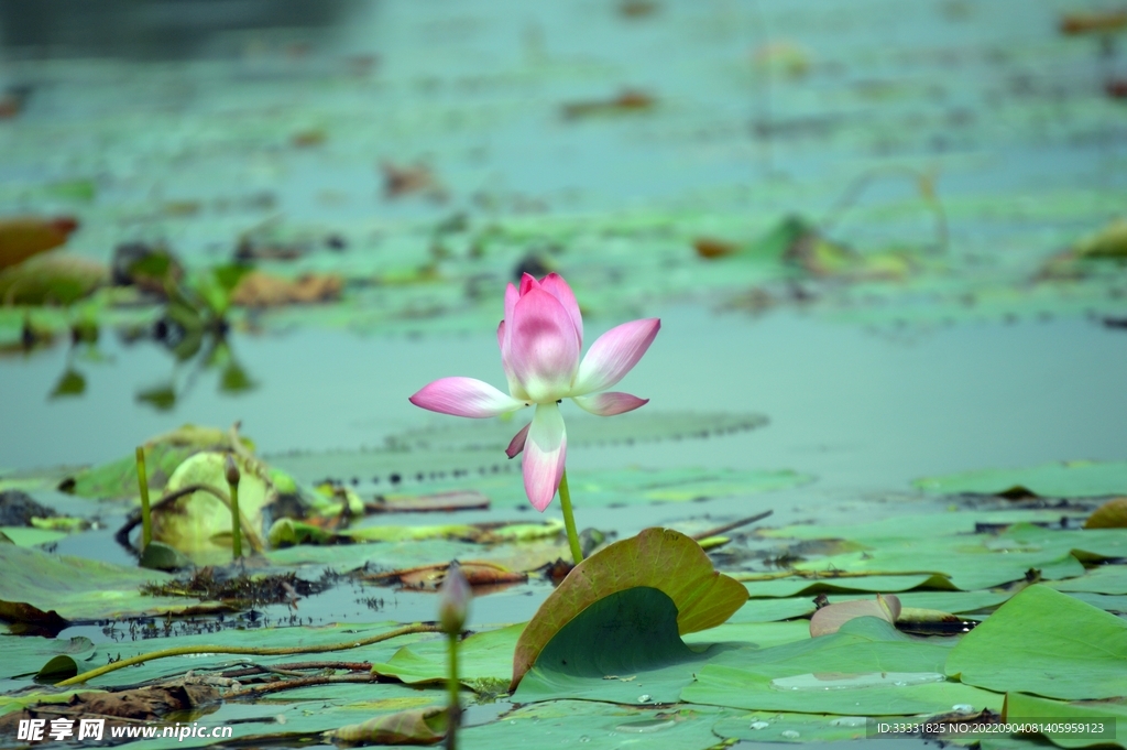 莲花