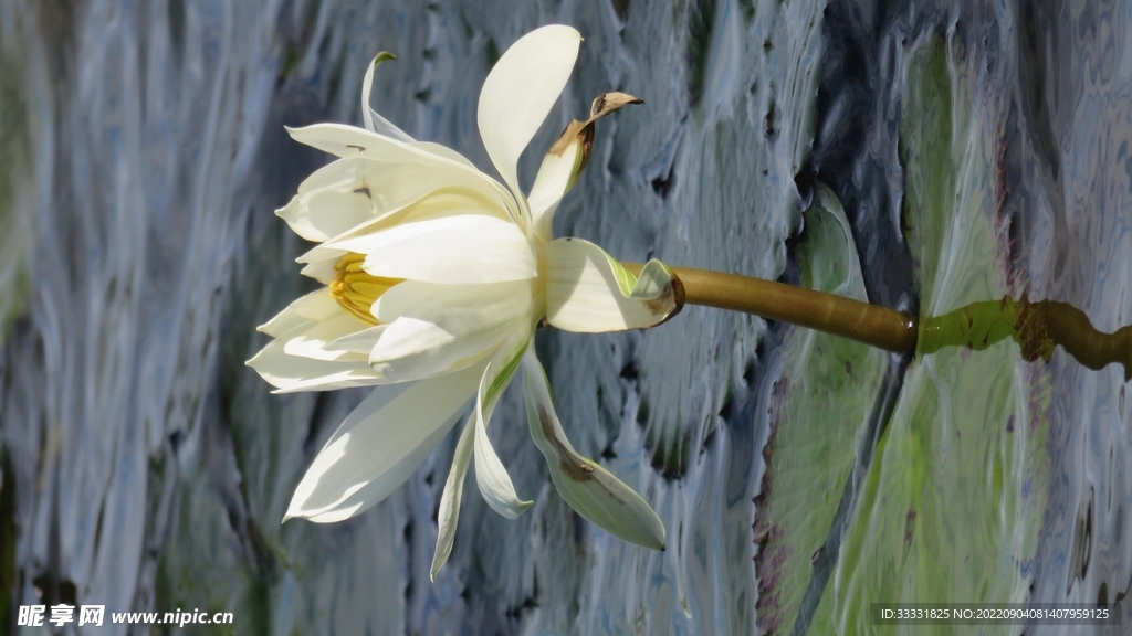 莲花
