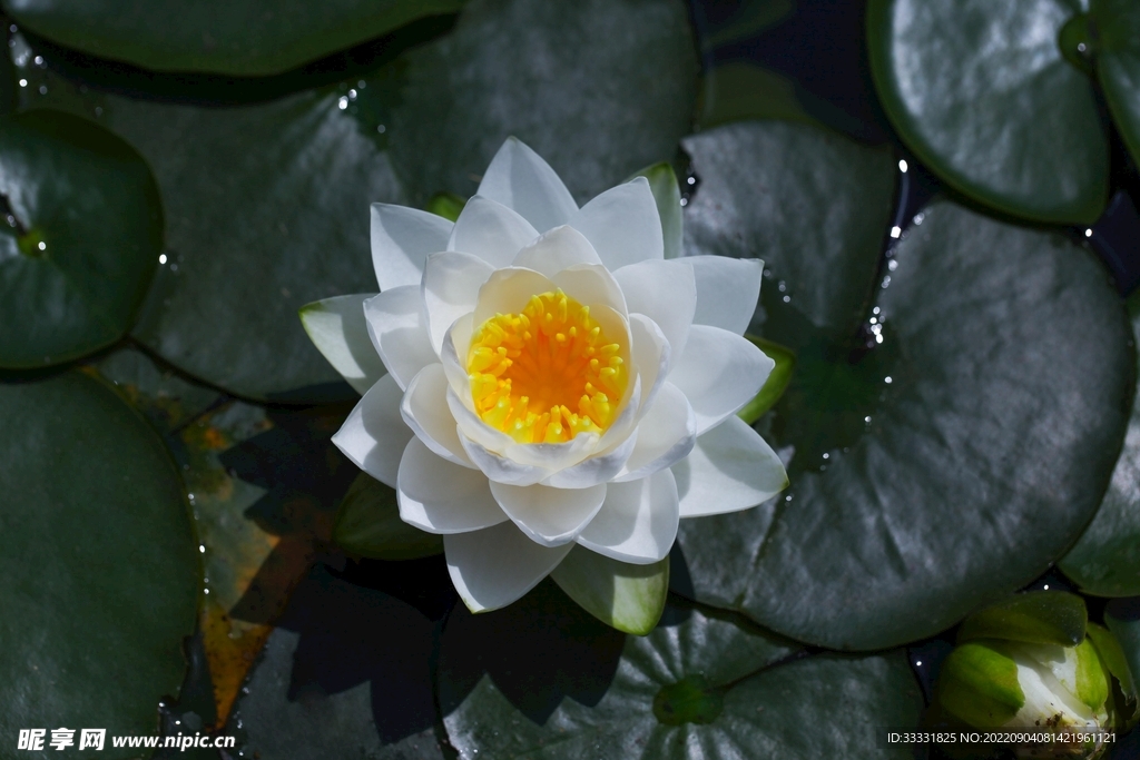 莲花