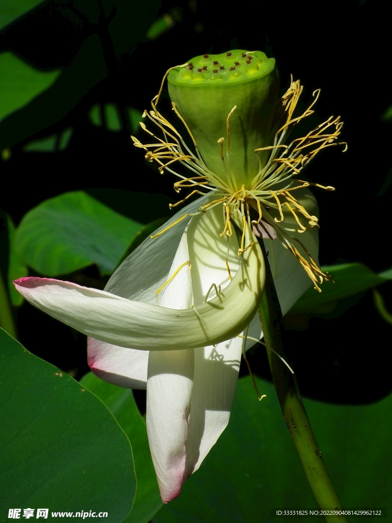 莲花