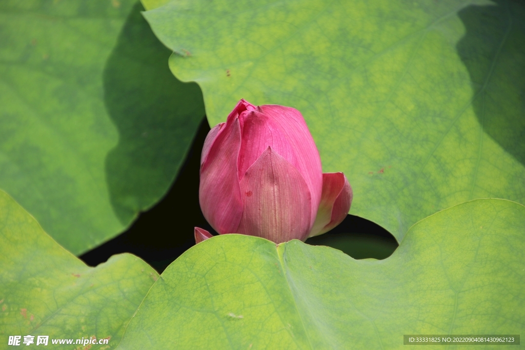 莲花