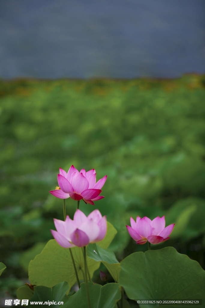 莲花