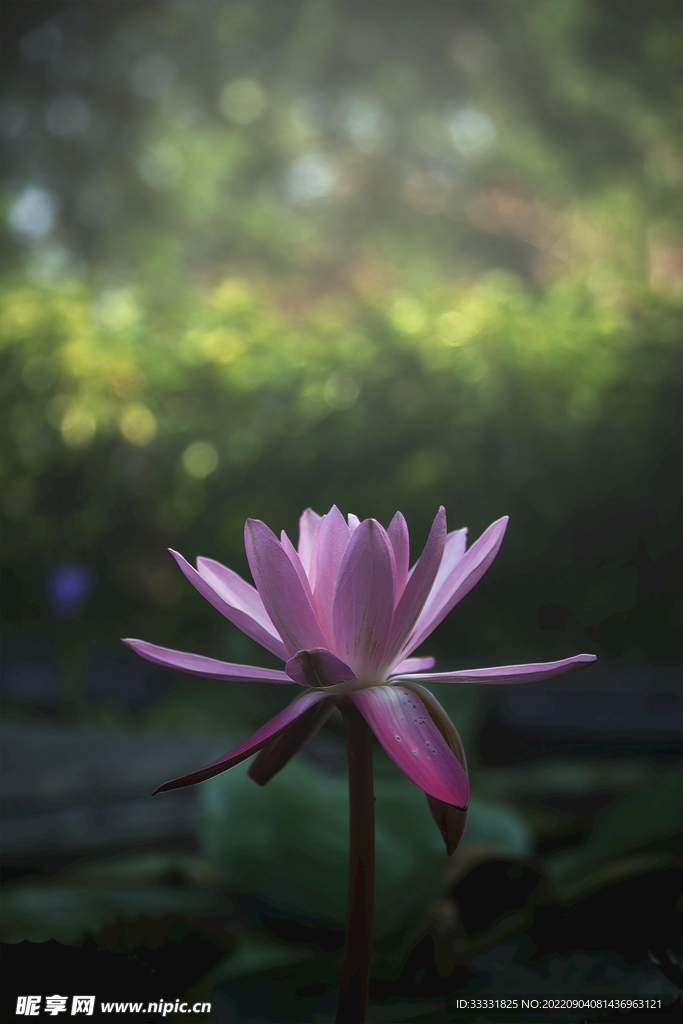 莲花