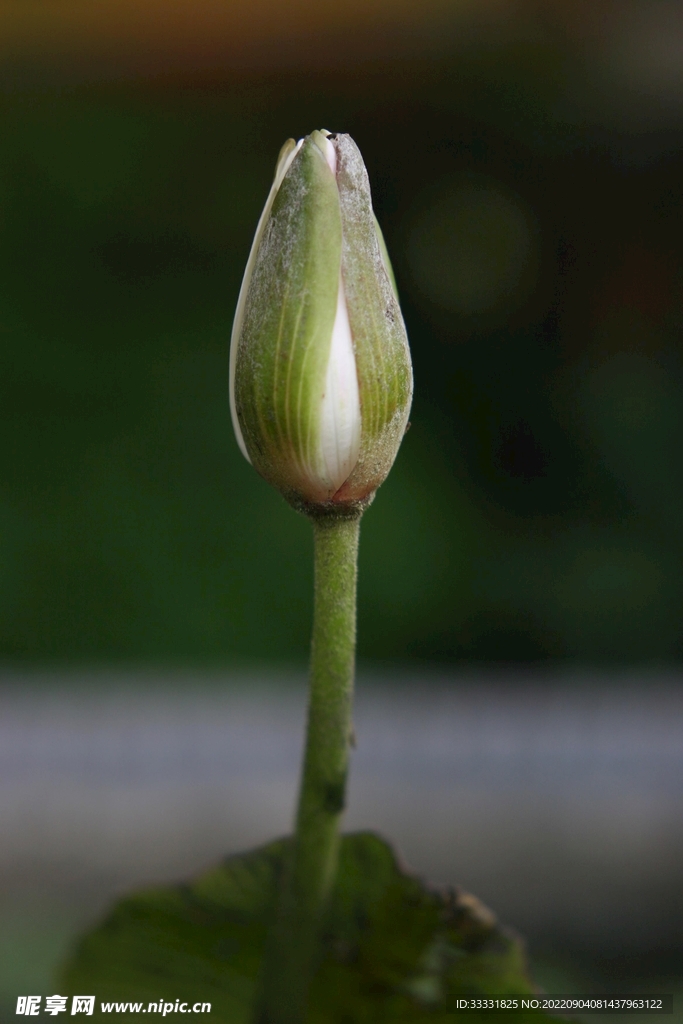 莲花