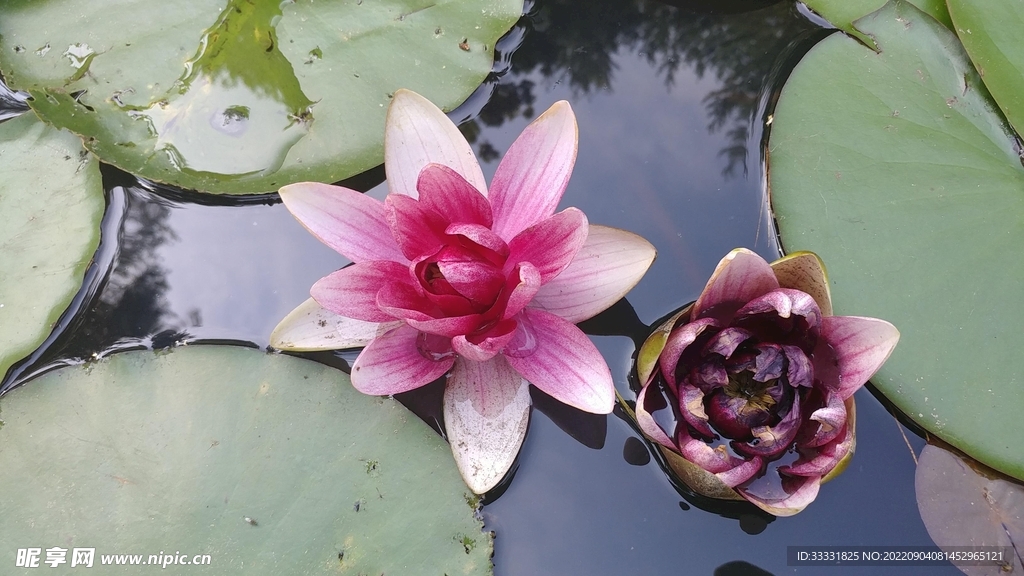 莲花