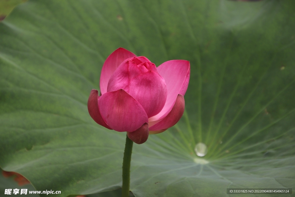 莲花