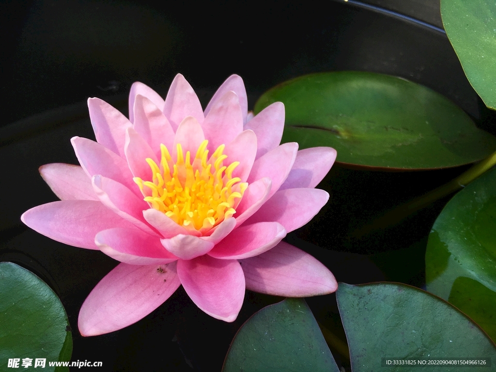 莲花