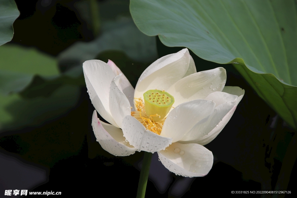莲花
