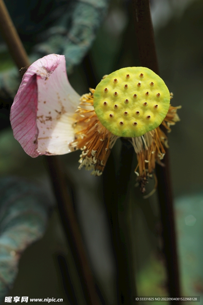 莲花