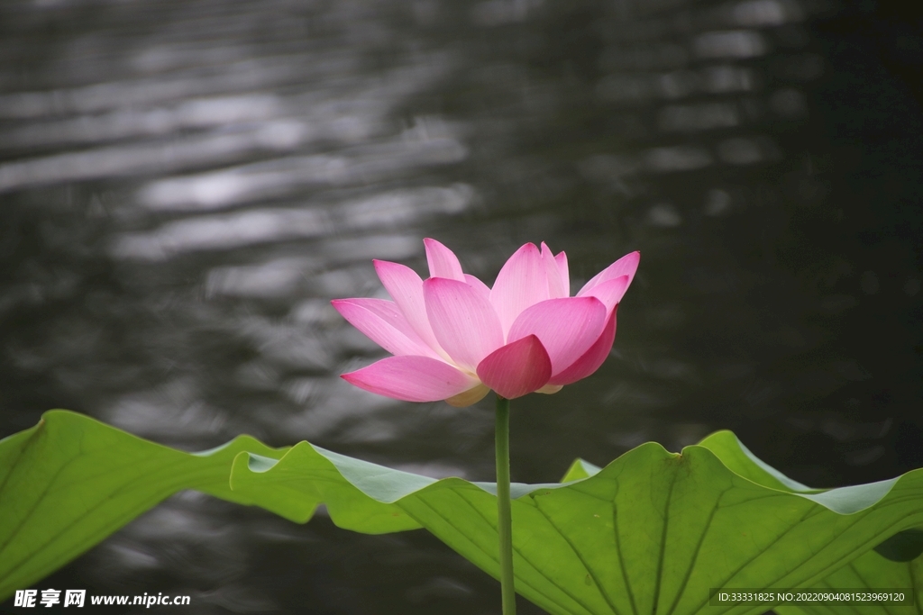 莲花
