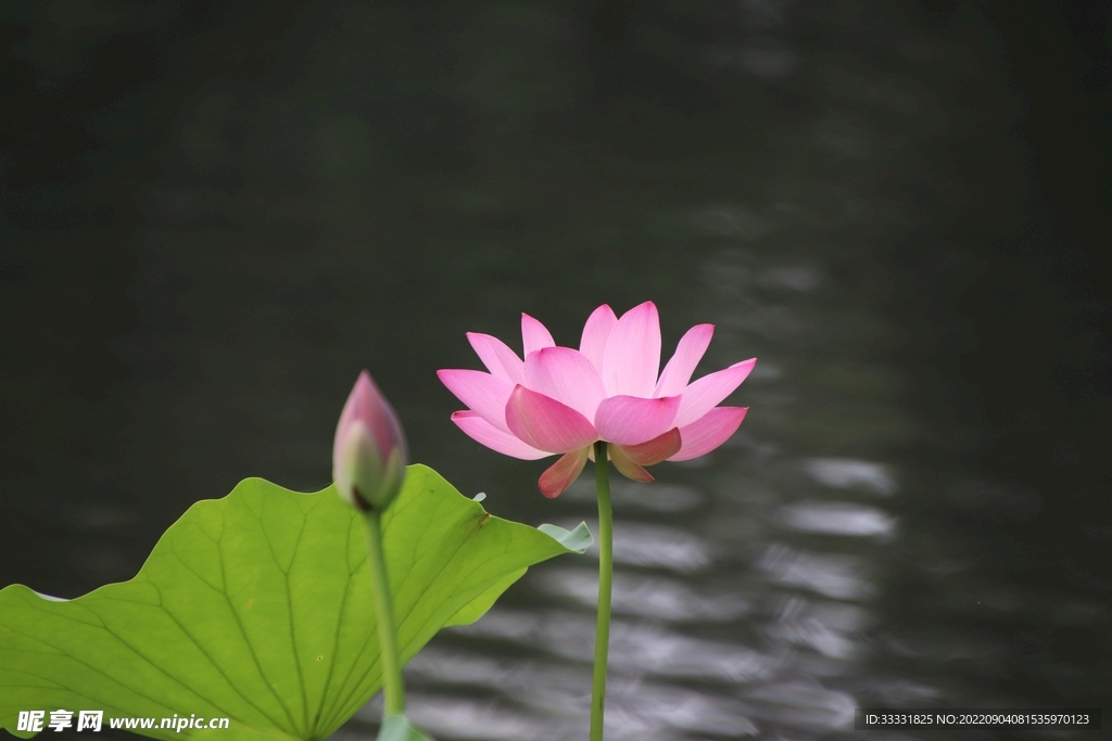 莲花