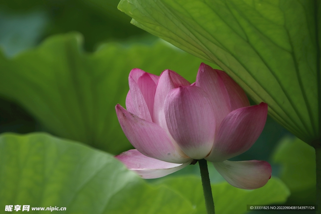 莲花