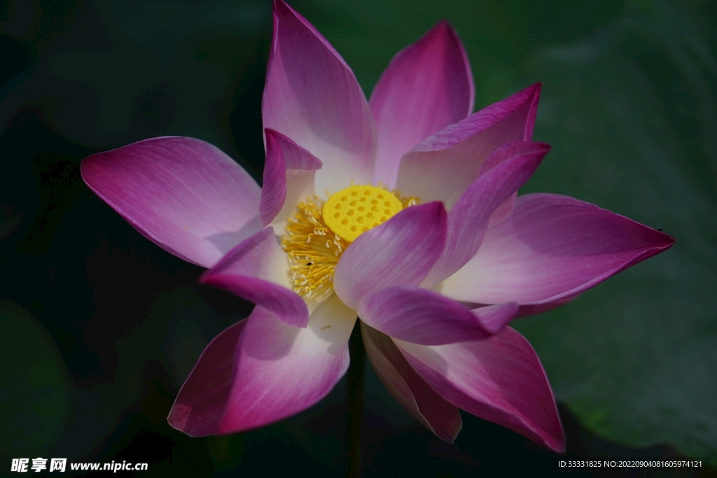 莲花