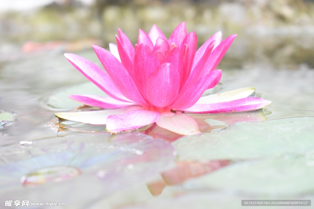 莲花