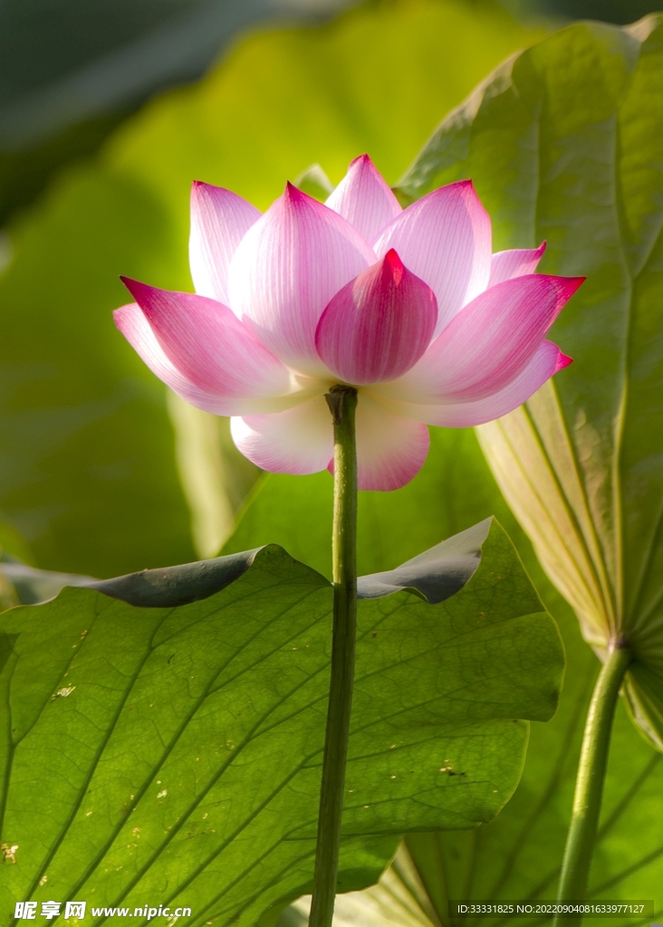莲花