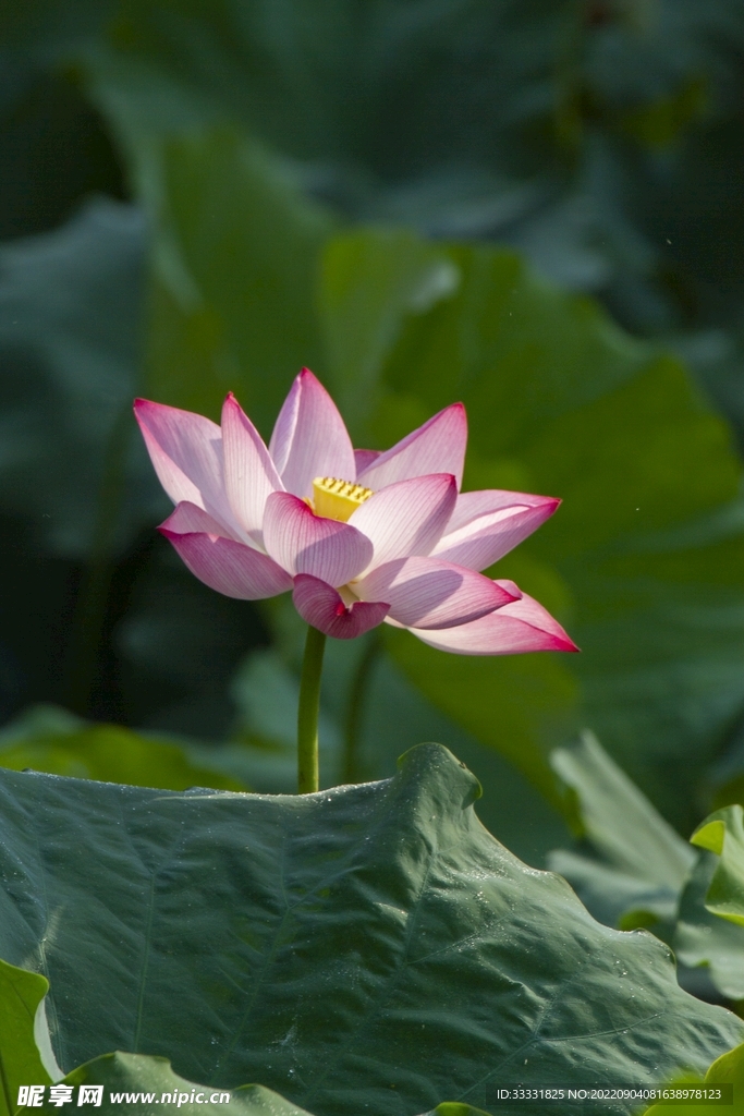 莲花
