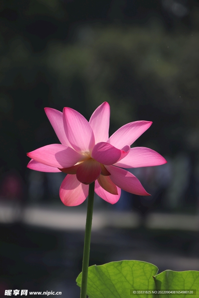 莲花