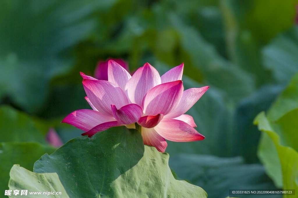 莲花
