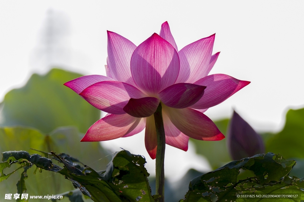 莲花