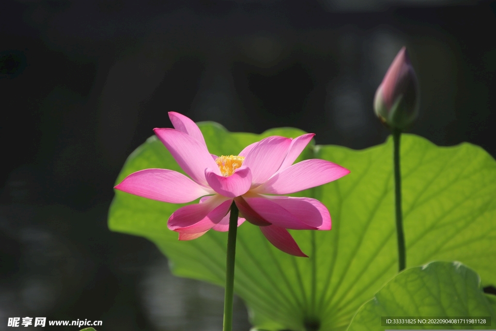 莲花