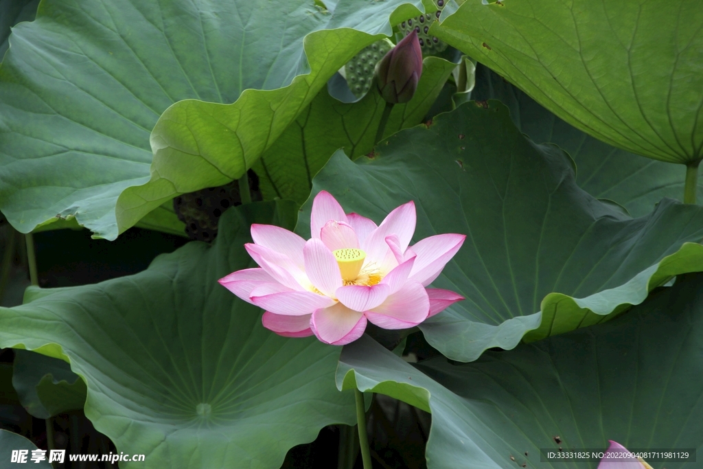 莲花