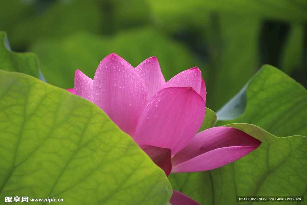 莲花
