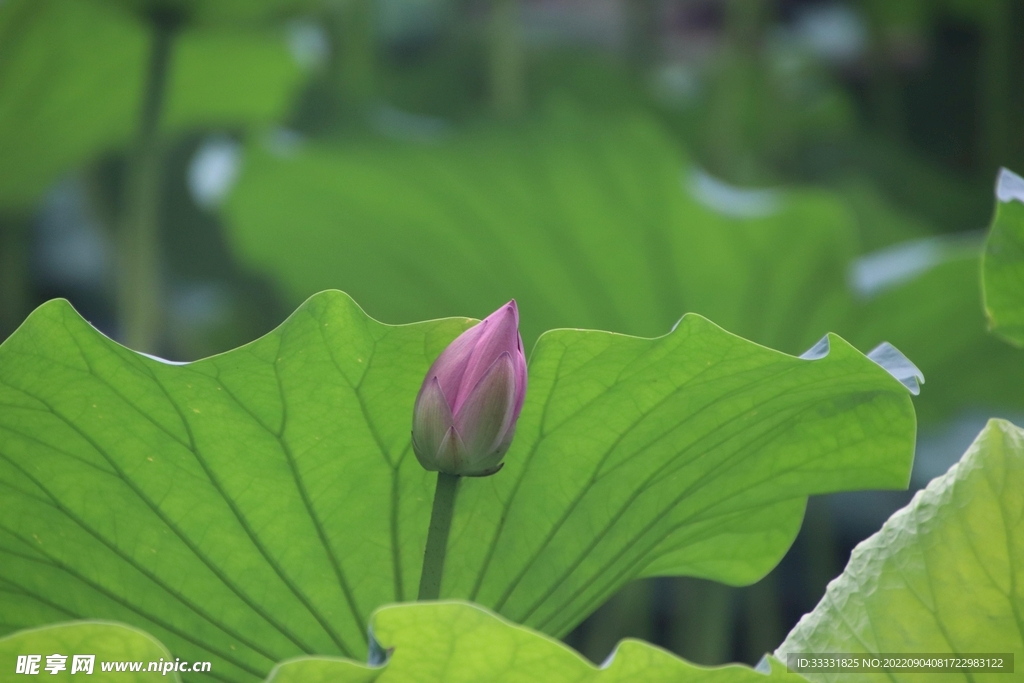 莲花