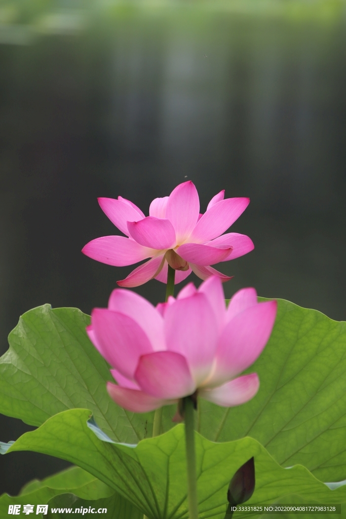 莲花