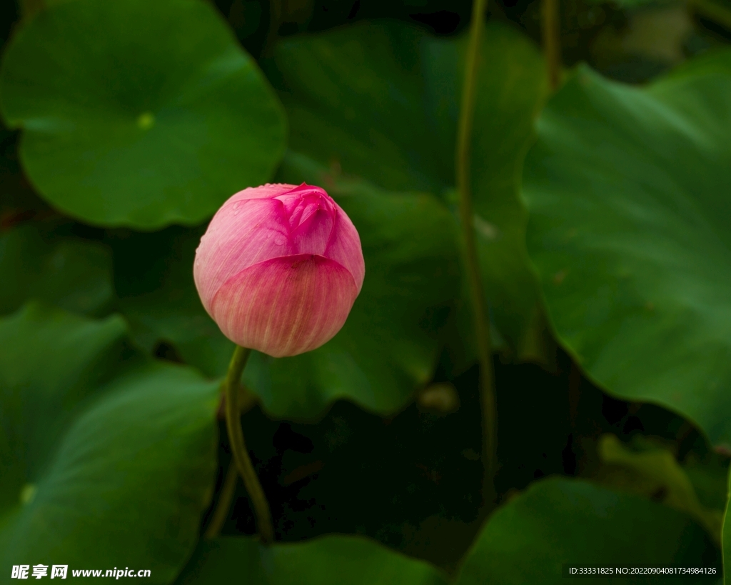 莲花