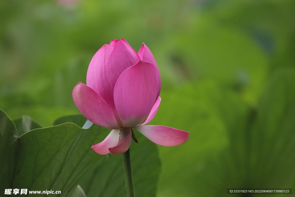 莲花