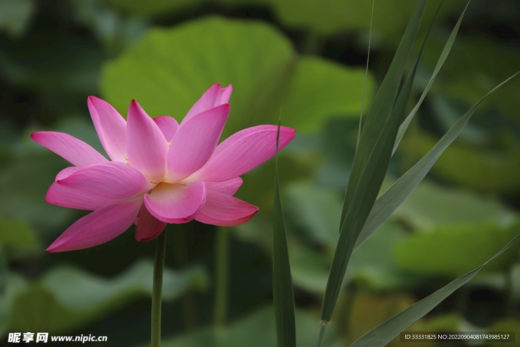 莲花