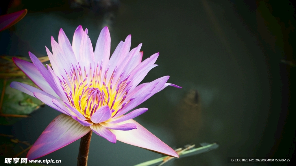 莲花
